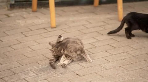 Gray stray cat licks under the tail on the pavement Stock Photos