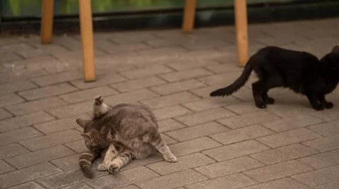 Gray stray cat licks under the tail on the pavement Stock Photos