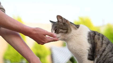 Gray stray cat with red nose eating outdoor and licking Vídeo Stock 251630626