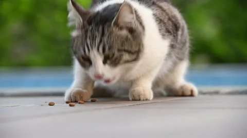 Gray stray cat with red nose eating outdoor Vídeo Stock 284878376