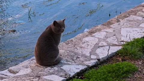 Gray stray cat sitting beside a canal watching the water 스톡 동영상 346011742