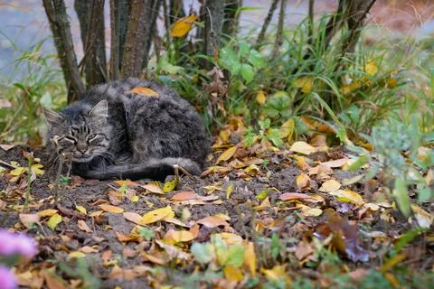 A gray stray cat sleeps under a bush on the street Stock Photos