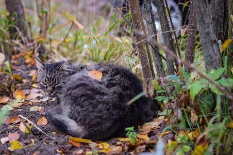A gray stray cat sleeps under a bush on the street Stock Photos