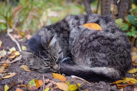 A gray stray cat sleeps under a bush on the street Stock Photos
