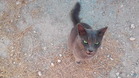 Gray stray cat waiting for food Stock-Footage 283850152