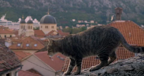 Gray street cat going down the fence against the background of the old town Stock Footage 130589988