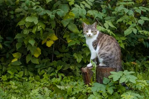 Gray stripe Tabby Cat outside with autumn colors bush in the background, Stock Photos