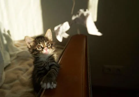 Gray striped brown kitten playing and grabbing on a white background with Stock Photos