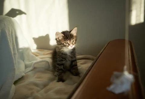 Gray striped brown kitten playing and grabbing on a white background with Stock Photos