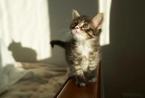 Gray striped brown kitten playing and grabbing on a white background with Stock Photos