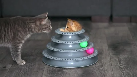 Gray striped cat and ginger kitten look at each other Video stock 195613117