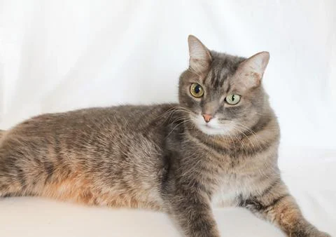 A gray striped cat with different eyes. A sick eye in a cat, glaucoma. Stock Photos