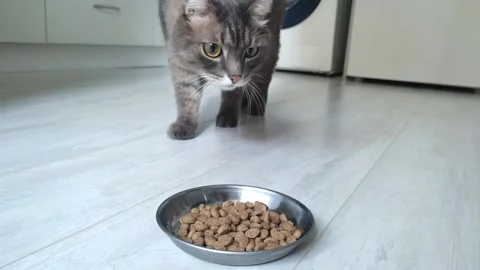 Gray striped cat does not want to eat dry food Stock Footage 163242101