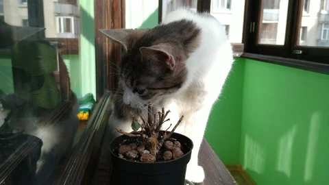 Gray striped cat eating small plant at sunny balcony Stock Footage 106532782