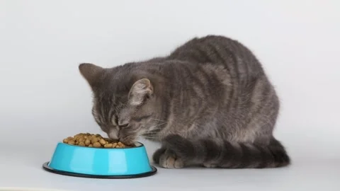 Gray striped cat eats food from a blue bowl on a light background Stock-Footage 201352647