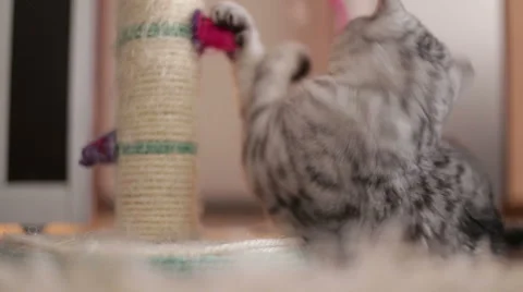 Gray striped cat fun playing at home on the floor. Stock Footage 62481162