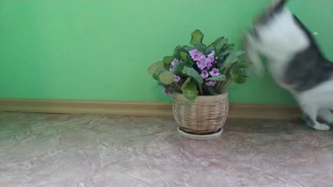Gray striped cat jumping over flower Stock Footage 126492372