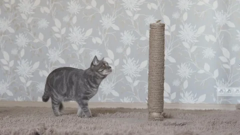 Gray striped cat jumping on scratching post Stock Footage 108721689