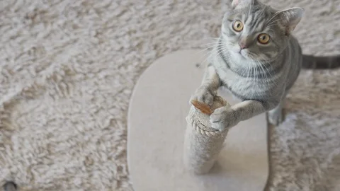 Gray striped cat jumping on scratching post top view Stock Footage 108725599