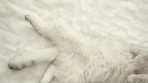 The gray striped cat lies in bed on the bed with woman's hand. Stock Footage 172545563