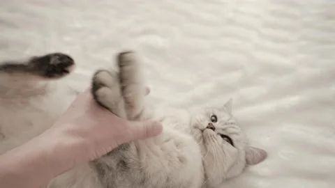 The gray striped cat lies in bed on the bed with woman's hand. Stock Footage 172545609