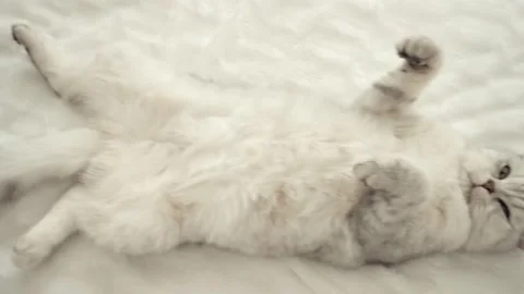 The gray striped cat lies in bed on the bed with woman's hand. Stock Footage 172545666