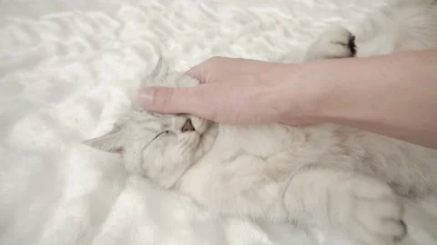 The gray striped cat lies in bed on the bed with woman's hand. Stock Footage 172548295