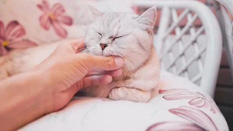 The gray striped cat lies in bed on the bed with woman's hand on a gray backgrou Stock Footage 181493294