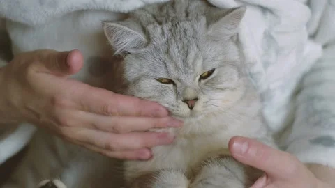 The gray striped cat lies in bed on the bed with woman's hand on a gray backgrou Stock Footage 181538797