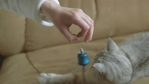 The gray striped cat lies in bed on the bed with woman's hand. Stock Footage 181539692