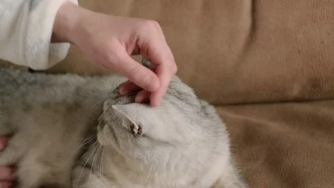 The gray striped cat lies in bed on the bed with woman's hand Stock Footage 181539720