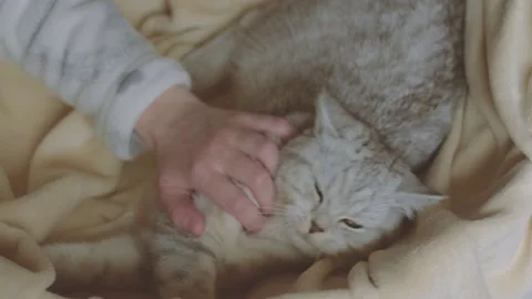 The gray striped cat lies in bed on the bed with woman's hand. Stock Footage 181540907