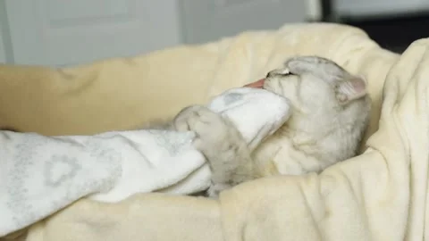 The gray striped cat lies in bed on the bed with woman's hand on a gray. Stock Footage 181545379