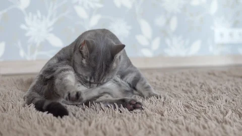 Gray striped cat lies on a beige blanket and washes Stock Footage 108720175