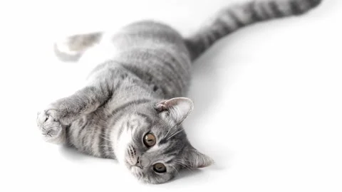 Gray striped cat lies on a light background Stock Footage 194393438