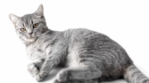 A gray striped cat lies on a light background and licks its paw Stock-Footage 194393467