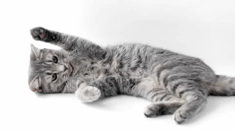 Gray striped cat lies on a light background Stock-Footage 198980865