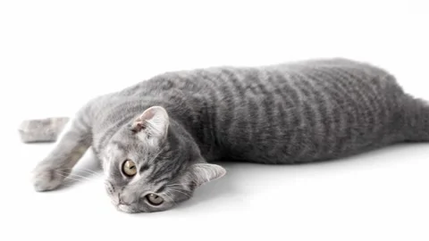 Gray striped cat lies on a light background Video stock 221213123