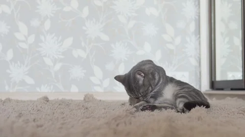 Gray striped cat lying on a brown plaid and washing himself Video stock 108724165
