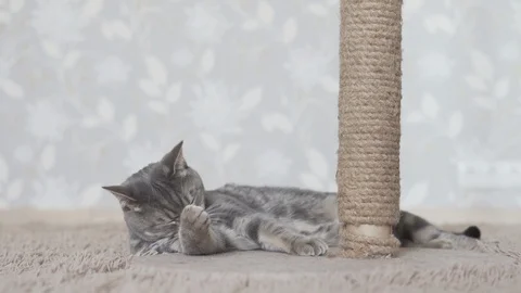 Gray striped cat lying on a brown plaid and washing himself Stock Footage 108732929
