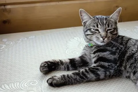 Gray striped cat lying on a table with eyes closed Foto stock