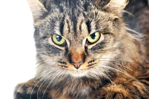 Gray striped cat Foto stock