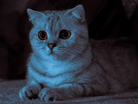Gray striped cat Stock Photos