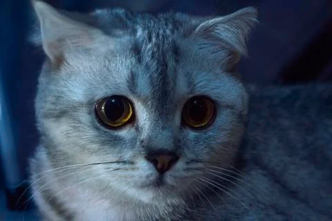 Gray striped cat Stock Photos