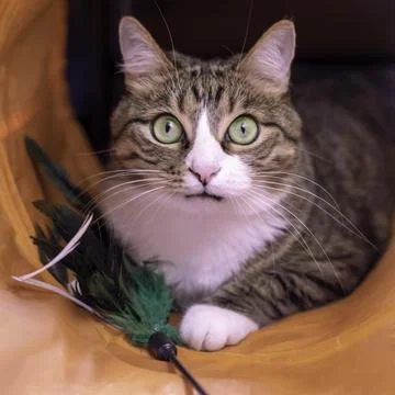Gray striped cat playing with feathers and looks into the camera. funny cat. Stock Photos