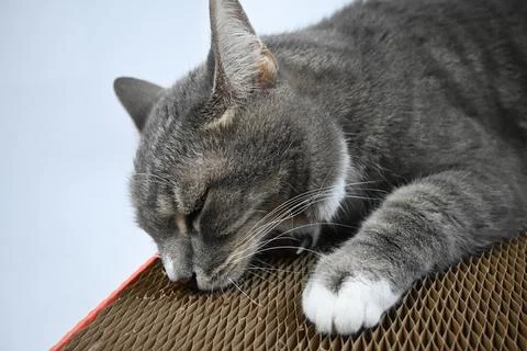 A gray striped cat pulls a scratching post on a white background. Stock-Fotos