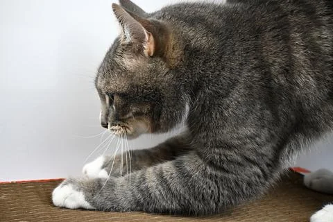 A gray striped cat pulls a scratching post on a white background. Stock Photos