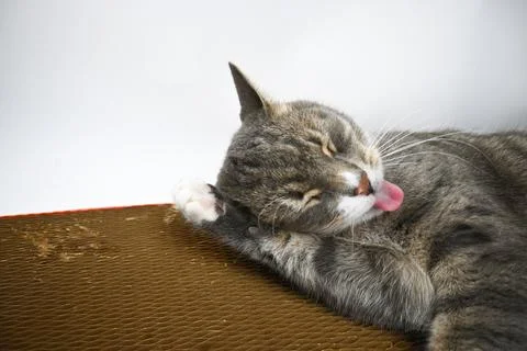 A gray striped cat pulls a scratching post on a white background. Stock Photos