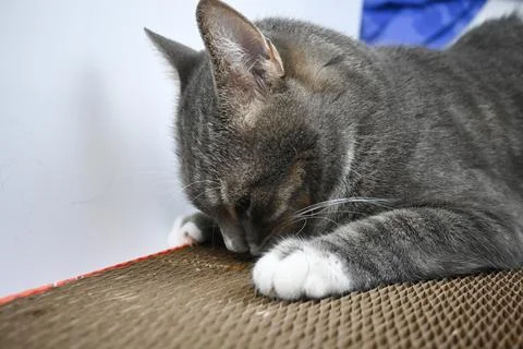 A gray striped cat pulls a scratching post on a white background. Stock Photos