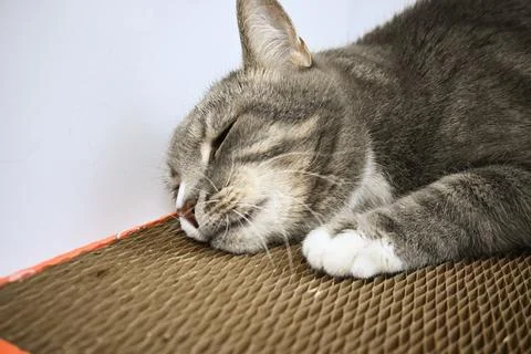 A gray striped cat pulls a scratching post on a white background. Stock Photos